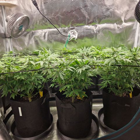 Wedding Gelato growlog timeline photo