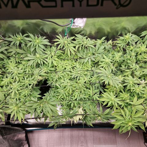 Wedding Gelato growlog timeline photo