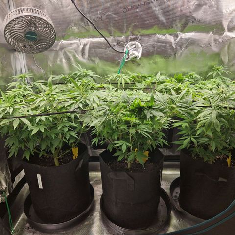Wedding Gelato growlog timeline photo