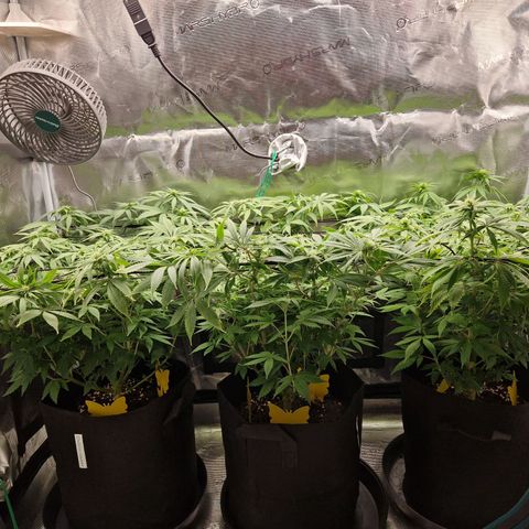 Wedding Gelato growlog timeline photo
