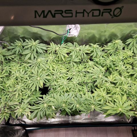 Wedding Gelato growlog timeline photo