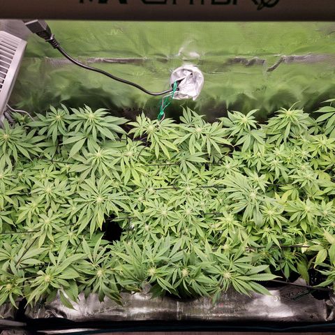 Wedding Gelato growlog timeline photo