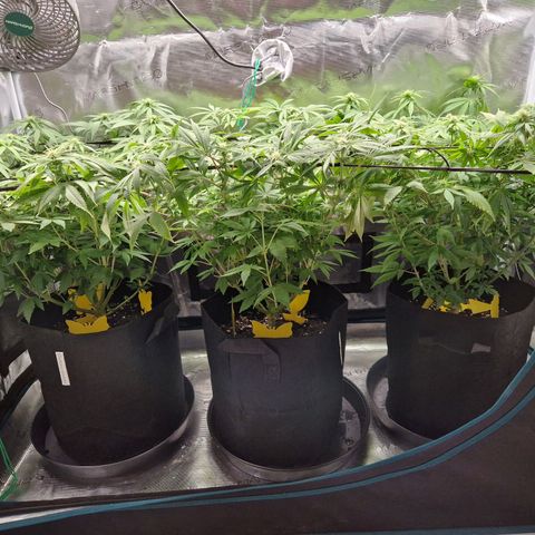 Wedding Gelato growlog timeline photo