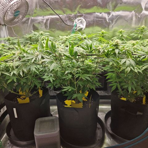 Wedding Gelato growlog timeline photo