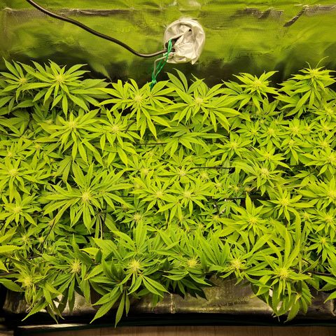 Wedding Gelato growlog timeline photo