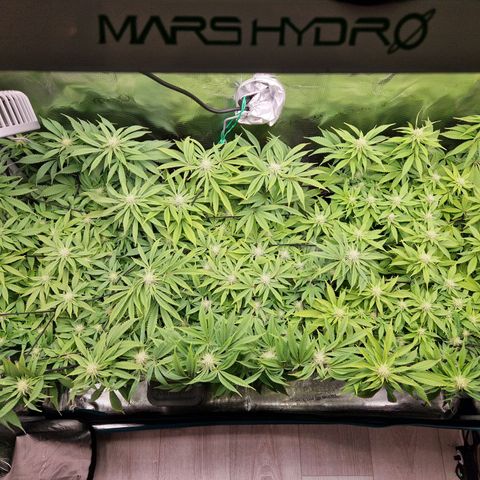 Wedding Gelato growlog timeline photo