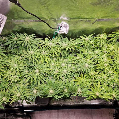 Wedding Gelato growlog timeline photo