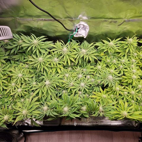 Wedding Gelato growlog timeline photo