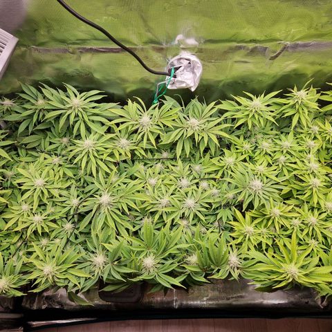 Wedding Gelato growlog timeline photo