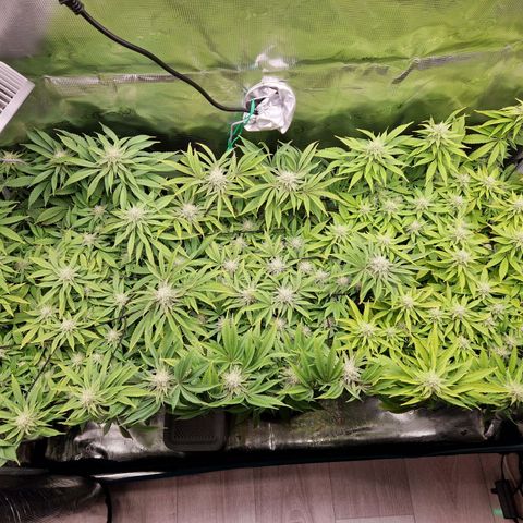 Wedding Gelato growlog timeline photo