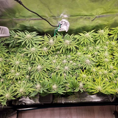 Wedding Gelato growlog timeline photo