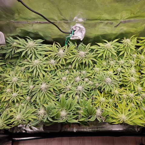 Wedding Gelato growlog timeline photo
