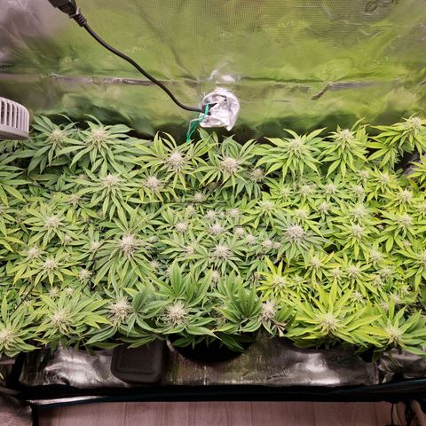 Wedding Gelato growlog timeline photo