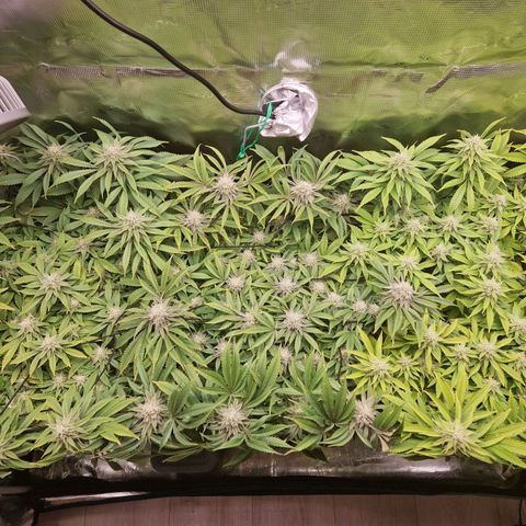 Wedding Gelato growlog timeline photo