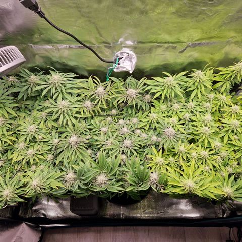 Wedding Gelato growlog timeline photo