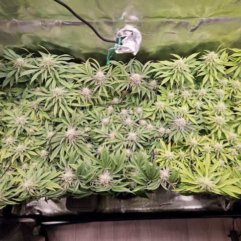 Wedding Gelato growlog timeline photo