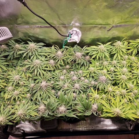 Wedding Gelato growlog timeline photo