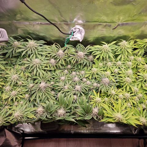 Wedding Gelato growlog timeline photo