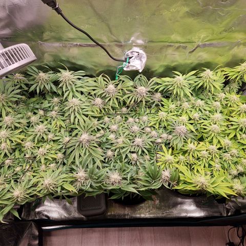 Wedding Gelato growlog timeline photo