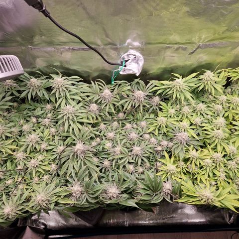 Wedding Gelato growlog timeline photo
