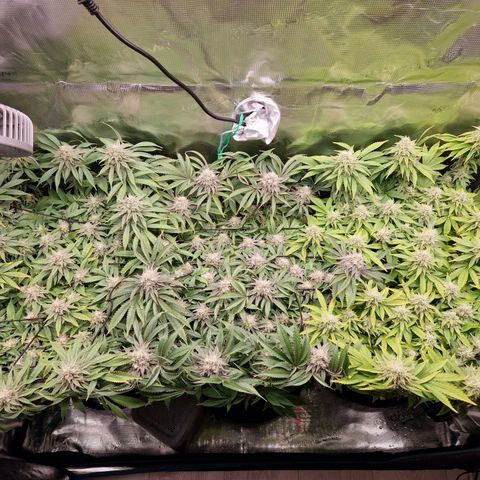 Wedding Gelato growlog timeline photo
