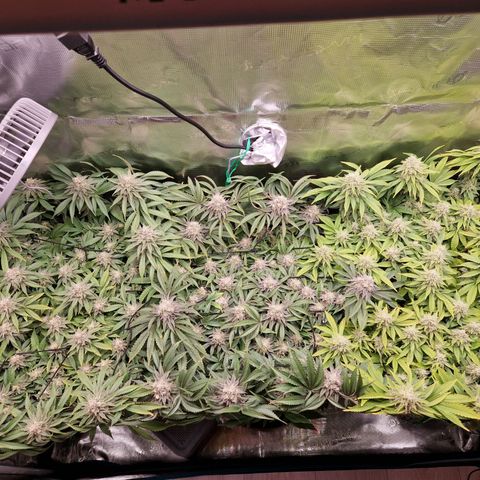 Wedding Gelato growlog timeline photo