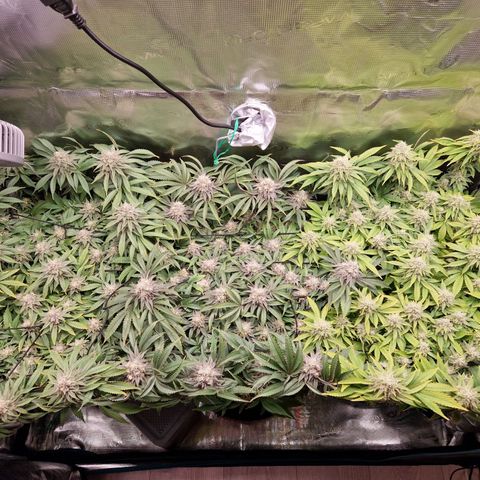 Wedding Gelato growlog timeline photo