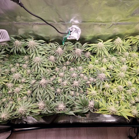 Wedding Gelato growlog timeline photo