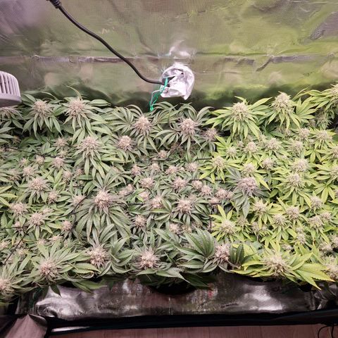 Wedding Gelato growlog timeline photo