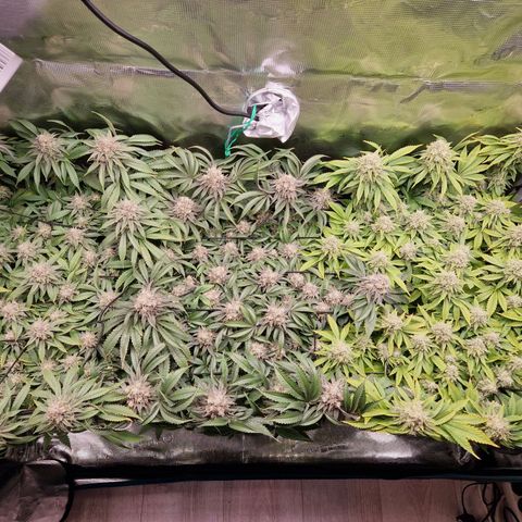 Wedding Gelato growlog timeline photo