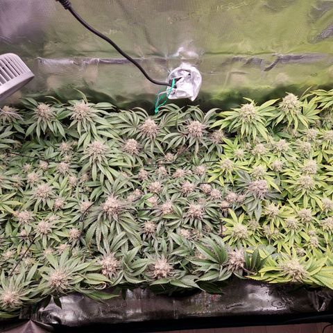 Wedding Gelato growlog timeline photo