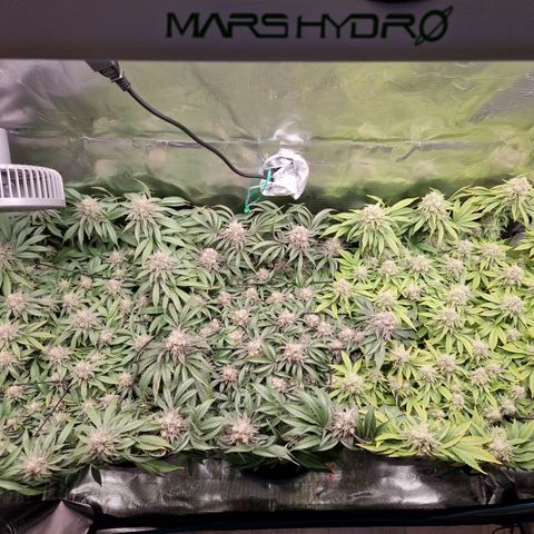 Wedding Gelato growlog timeline photo