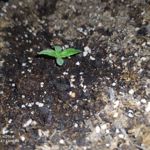 Sig sour xxl growlog timeline photo