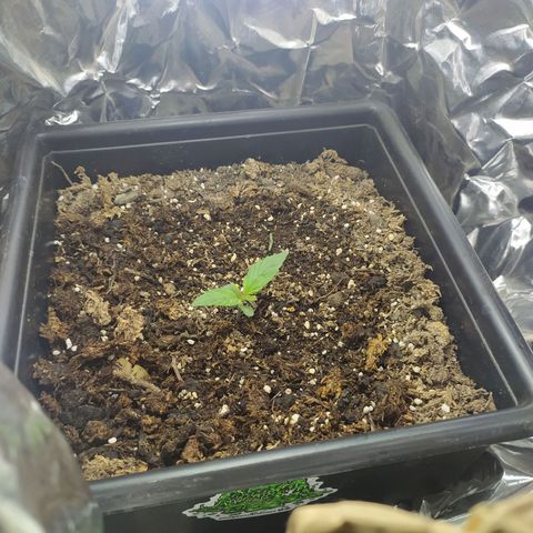 Sig sour xxl growlog timeline photo