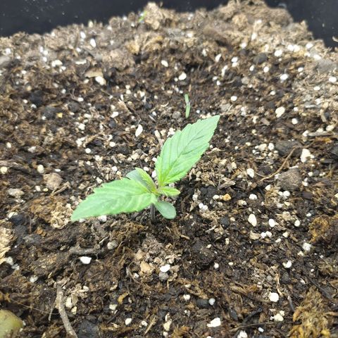 Sig sour xxl growlog timeline photo