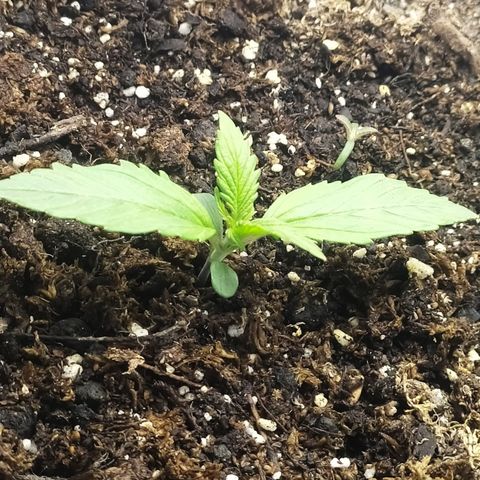 Sig sour xxl growlog timeline photo