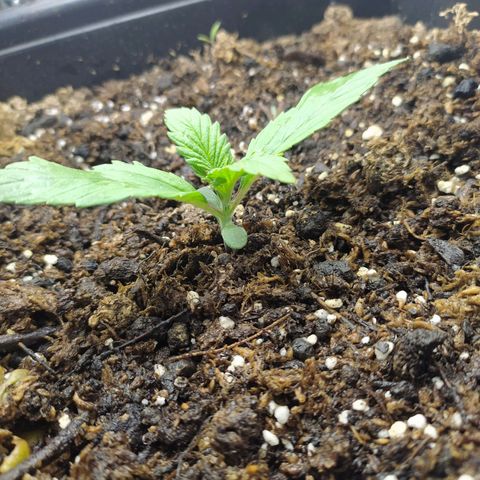 Sig sour xxl growlog timeline photo