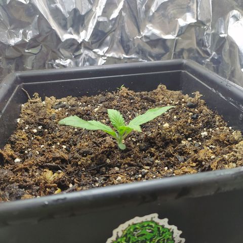 Sig sour xxl growlog timeline photo