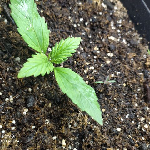 Sig sour xxl growlog timeline photo