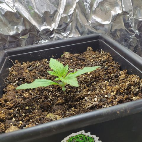 Sig sour xxl growlog timeline photo