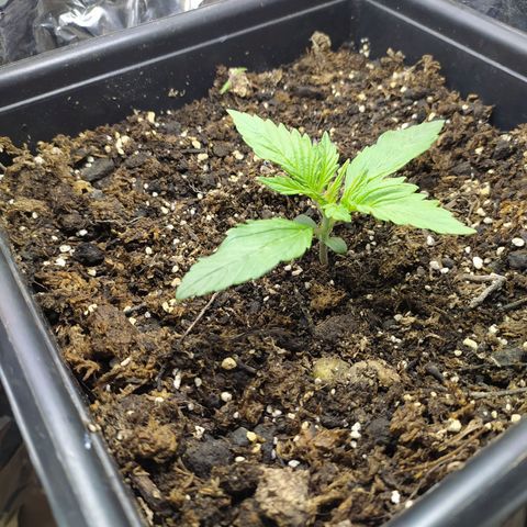 Sig sour xxl growlog timeline photo