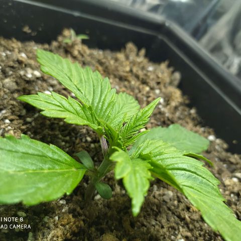 Sig sour xxl growlog timeline photo