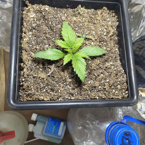 Sig sour xxl growlog timeline photo