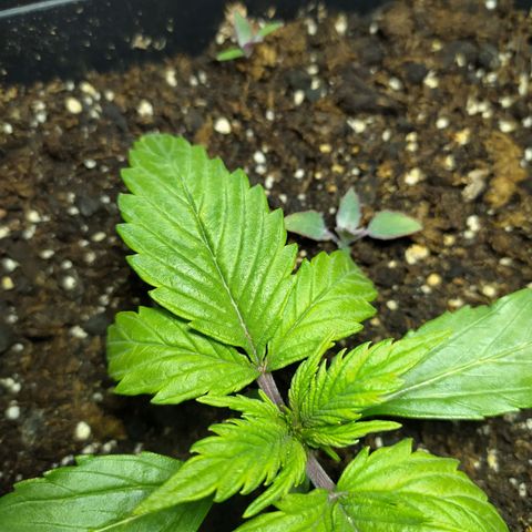 Sig sour xxl growlog timeline photo