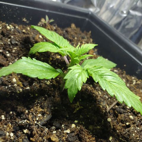Sig sour xxl growlog timeline photo
