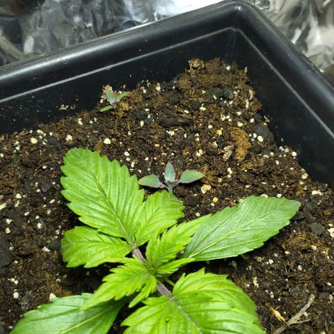 Sig sour xxl growlog timeline photo