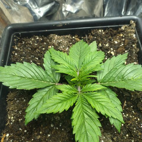 Sig sour xxl growlog timeline photo