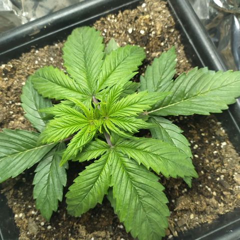 Sig sour xxl growlog timeline photo