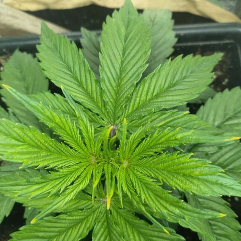 Sig sour xxl growlog timeline photo