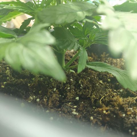 Sig sour xxl growlog timeline photo